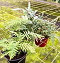 6" Fern Footed Assortment